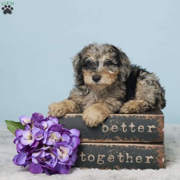 Sage, Miniature Poodle Puppy
